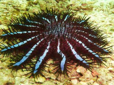 Une ancaster... mangeuse de corail!
