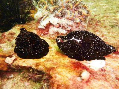 Deux limaces