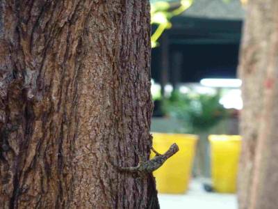 Petit lézard