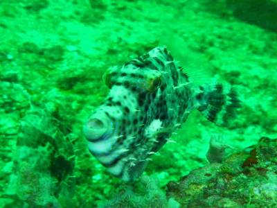 Poisson lime