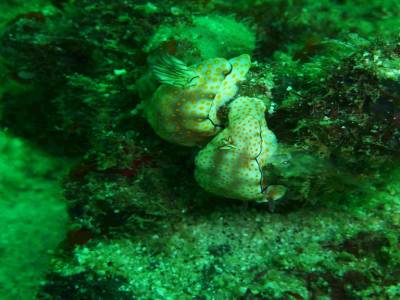 Nudibranches