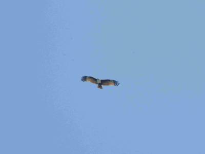 Un aigle de mer