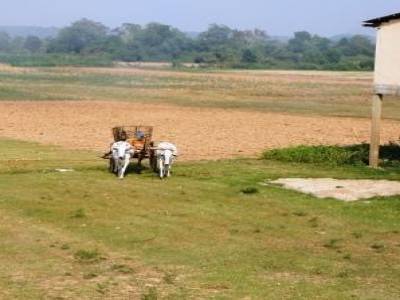 Campagne cambodgienne