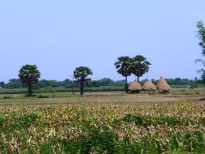 Campagne cambodgienne