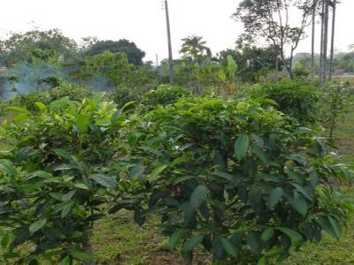 plantation de thé