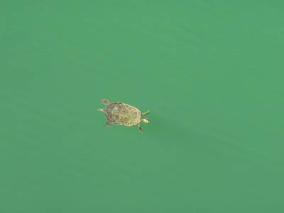 Tortue vue du bat bridge !