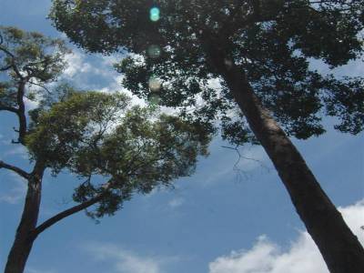 Taman Negara