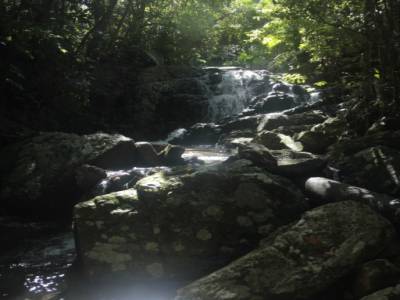 rain forest 