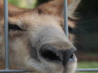wildlife hospital