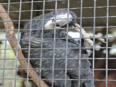 wildlife hospital