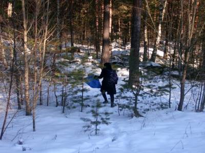Relachons les sapins ! 