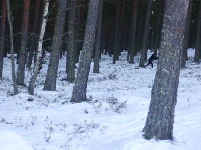 Ski de fond en foret !