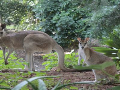 a kangaroo and a wallaby