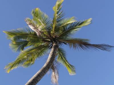 Cape Tribulation
