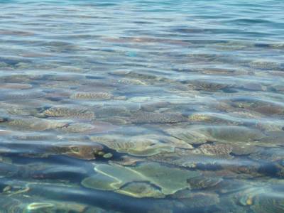 coral reef