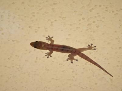 Un petit margouillat 