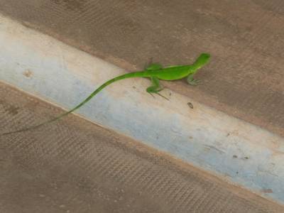 Un lézard à la Poste