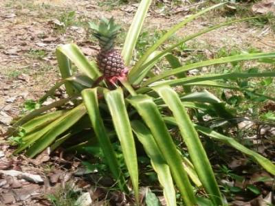 Ananas sur l'ile aux lapins