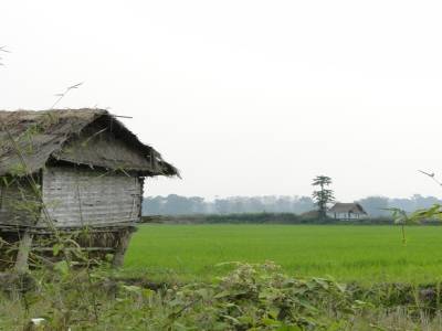 cabane en bois et riziere