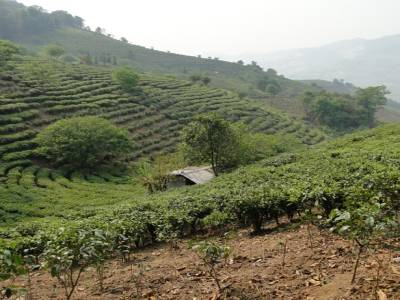 Montagne de plantation de the