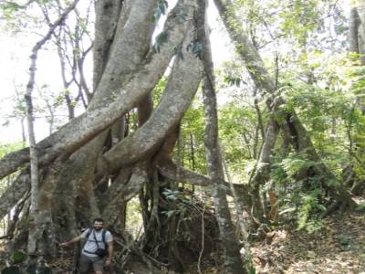 Le seul arbre qui peuple TOUTE la foret