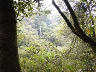 Dans la jungle