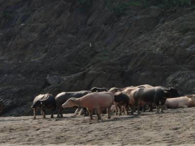 Vache rose et cornes bizarres. Vue sur le Mekong
