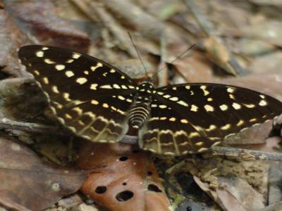 Taman Negara