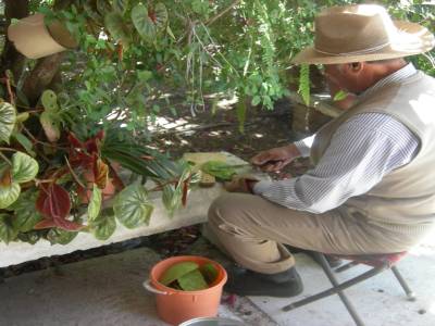 Le pater familias prepare les Nopales (c du cactus et c est tres bon )