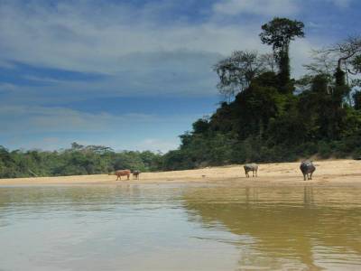 Parc National Taman Negara