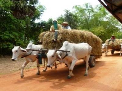 Campagne cambodgienne