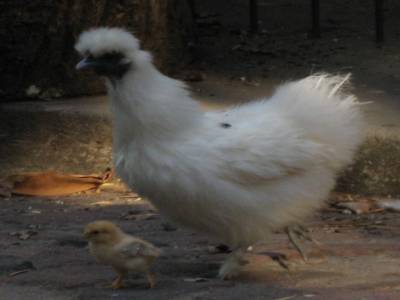 Une poule japonaise immigree en Afrique du Sud