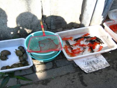 Tortues et poissons a vendre