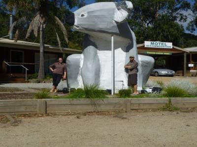 Le koala géant!