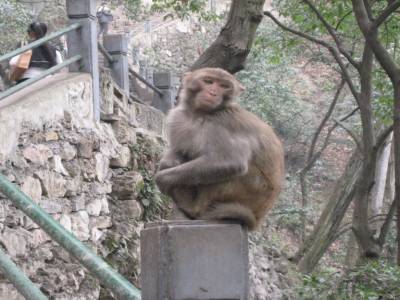 Petit singe - Pour Augustin