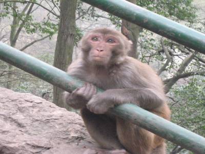 Femelle singe qui s est accrochee a la jambe de Titi - son regard lorsqu il est parti