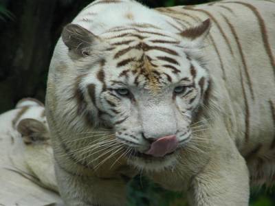 Zoo de Singapour