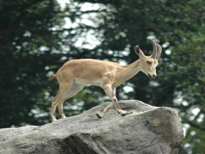 Zoo de Singapour