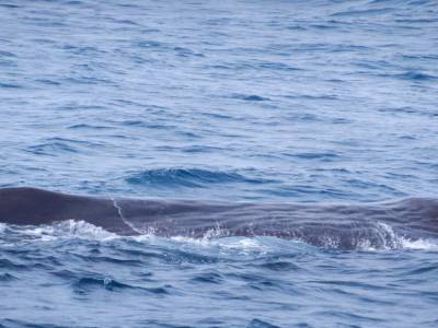 Baleines !