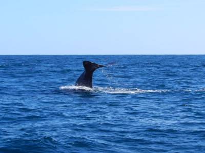 Baleine en train de plonger