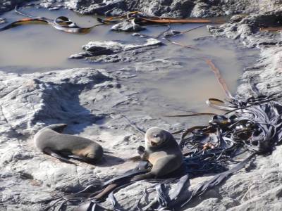Seal colony