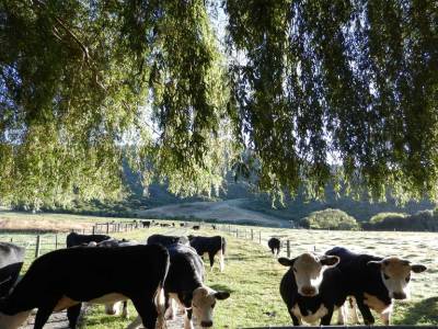 Des vaches...ça change des moutons !