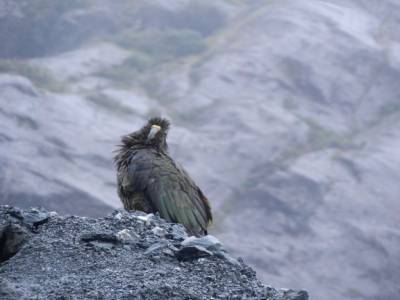 Kea, perroquet des neiges