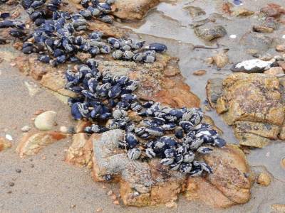 Stewart Island