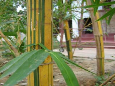 Bamboo raye
