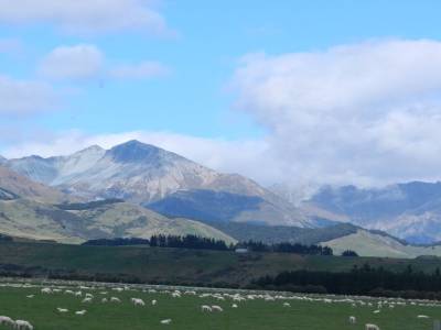 Des moutons !