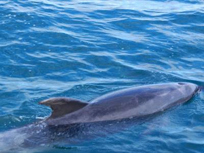 Dauphin, bottle nose, super gros !