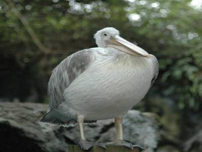Zoo de Singapour