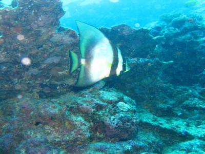 Bat Fish