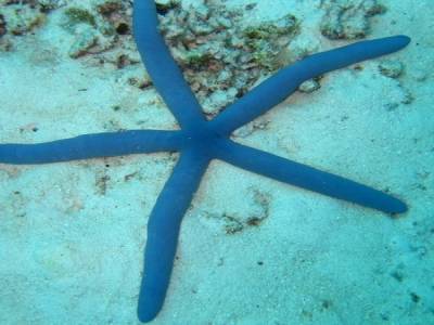 Etoile de Mer